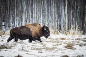 10 Reasons to Visit Elk Island National Park during Winter