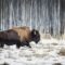 10 Reasons to Visit Elk Island National Park during Winter