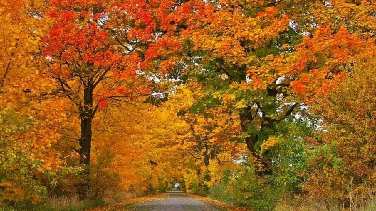 Taste & Hike Through Brilliant Colours of Fall at Ontario Maple Farms  During This Two Week Long Event