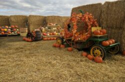 Fall Fests, Corn Mazes & Pumpkins: Fun Farms to Visit During Fall in and Around Calgary