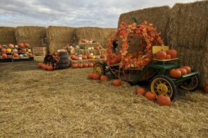 Fall Fests, Corn Mazes & Pumpkins: Fun Farms to Visit During Fall in and Around Calgary