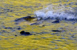 Fall Season Road Trip: Salmon Run in Owen Sound