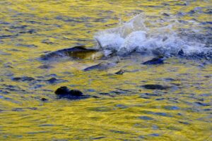 Fall Season Road Trip: Salmon Run in Owen Sound