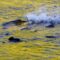 Fall Season Road Trip: Salmon Run in Owen Sound