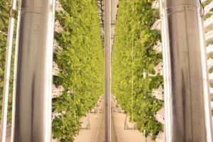 Canada Launches First National Food Security Strategy With $3 Billion Plan