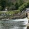 Ganaraska River Salmon Run: A Short Guide For a Fall Day Trip to Port Hope