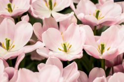 Flower and Mother’s Day Gift Delivery Options in Saskatoon