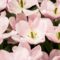 Flower and Mother’s Day Gift Delivery Options in Saskatoon
