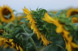 Sunflower Fields to Explore Near Winnipeg - 2026 Season