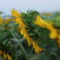 Sunflower Fields to Explore Near Winnipeg - 2026 Season