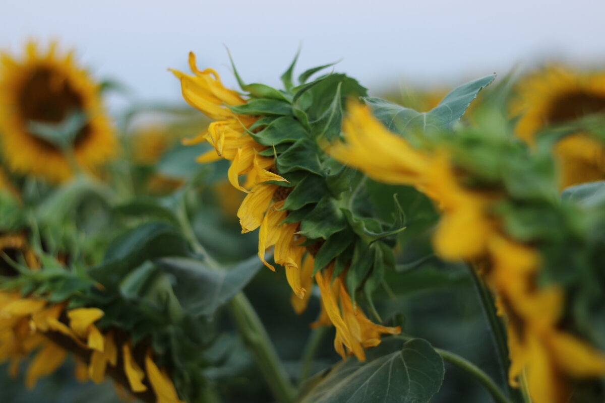 Sunflower Fields to Explore Near Winnipeg 2024 Season