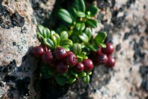 Things to Do in October in Newfoundland & Labrador