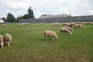Getaway to Fort Saskatchewan This Summer - River Trails, Grazing Sheep & Family Fun in One Trip