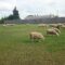 Getaway to Fort Saskatchewan This Summer - River Trails, Grazing Sheep & Family Fun in One Trip