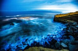 Watch Electric Blue Waves & Dolphins Swimming Through Glowing Blue Waters Along the Pacific Coast