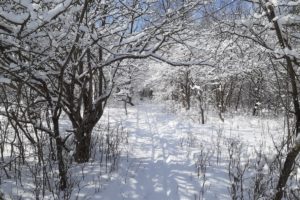 Things to Do Outdoors this Winter in and Around Cornwall