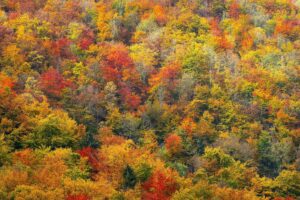 30+ Fun Fall Activities in and Around London