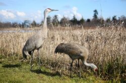 Fun Things to Do with Kids in Delta