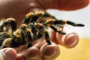 Fun Things to Do with Kids in Victoria