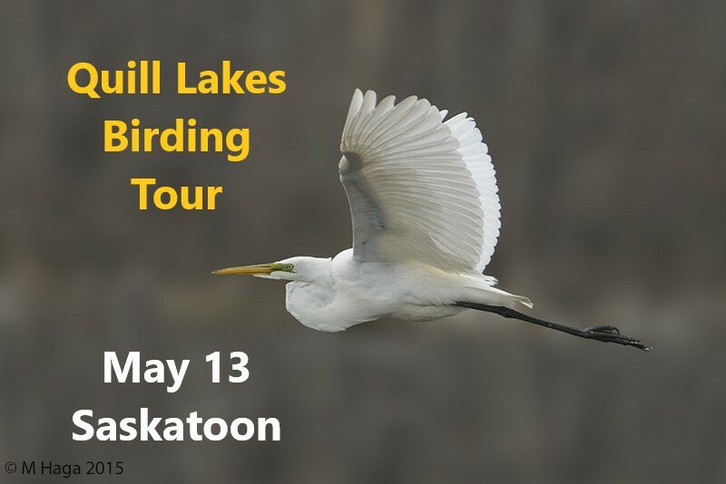 Quill Lakes Birding Tour Wild Birds Unlimited, 2600 8th St E 330A
