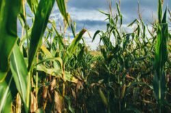 Corn Mazes Near Toronto to Get Lost in This Fall