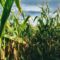 Corn Mazes Near Toronto to Get Lost in This Fall