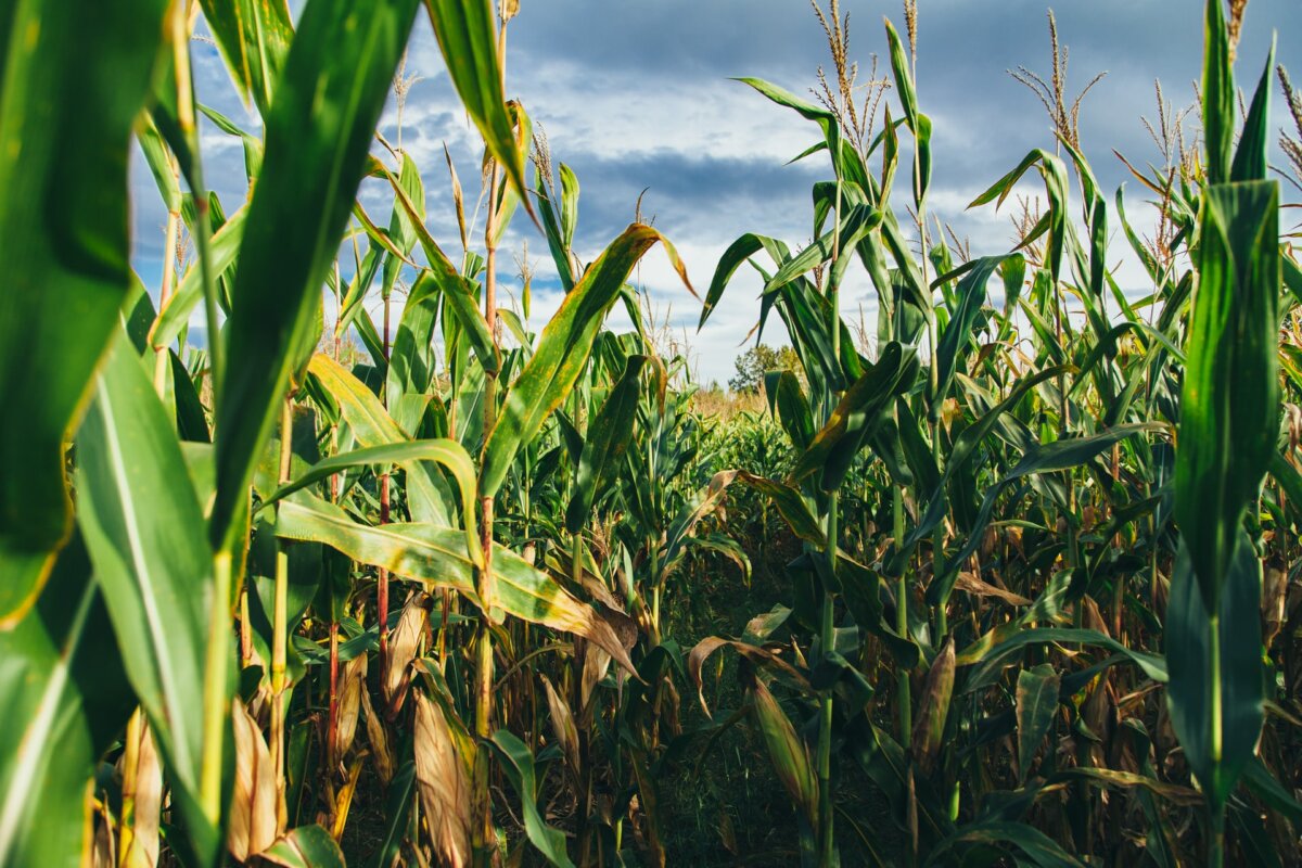 Corn Mazes Near Toronto to Get Lost in During Fall