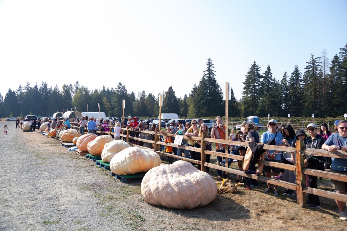 Visit Langley Twp This Thanksgiving Weekend For Giant Pumpkin WeighOff