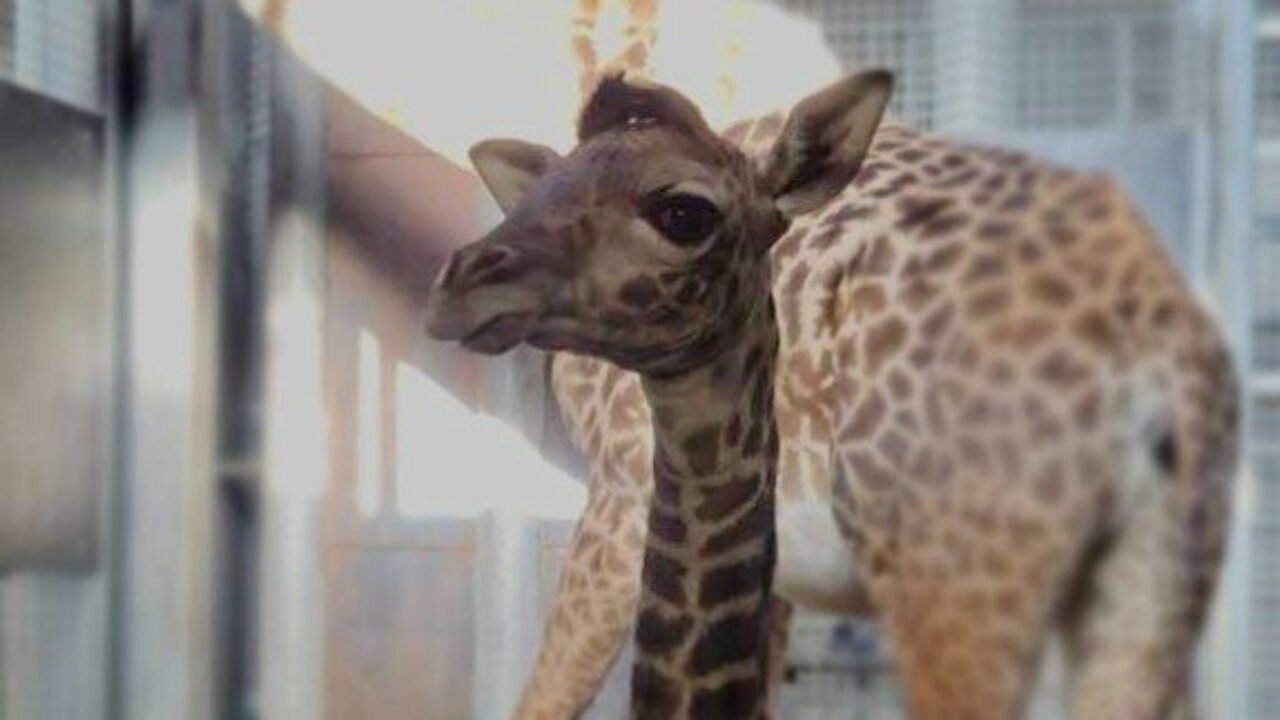 Giraffe-Toronto-Zoo-1280x720.jpg