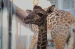 Toronto Zoo Welcomes Endangered Masai Giraffe Baby