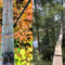 Fall Colour Adventure High Above the Forest Floor at World’s Longest Tree Canopy Walkway
