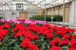 Garden Centres in and Around Calgary