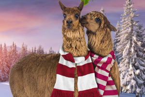 A Christmas to Remember at Granary Road