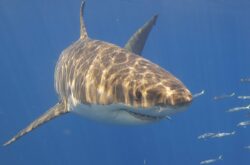 See Great White Sharks on a Cage Diving Tour in Nova Scotia This Summer