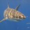 See Great White Sharks on a Cage Diving Tour in Nova Scotia This Summer