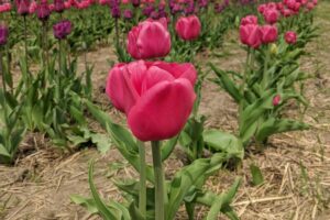 8 Tulip Farms and Fields For a U-Pick Spring Day Trip in Ontario