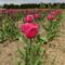 10 Tulip Farms and Fields For a U-Pick Spring Day Trip in Ontario - 2026 Season