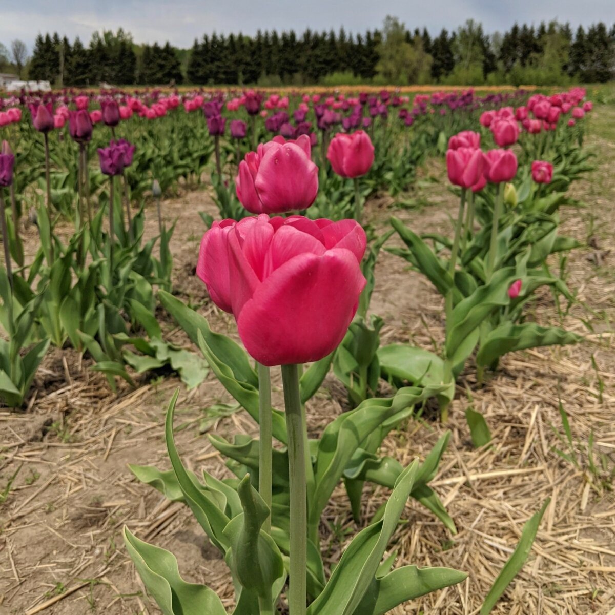 9 Tulip Farms and Fields For a UPick Spring Day Trip in Ontario