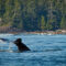 Pacific Rim Whale Festival 2026: Head to Tofino to Celebrate Pacific Grey Whale Migration