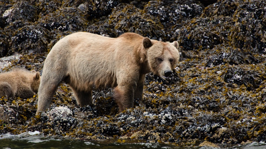Photo Credit: Sea Wolf Adventures