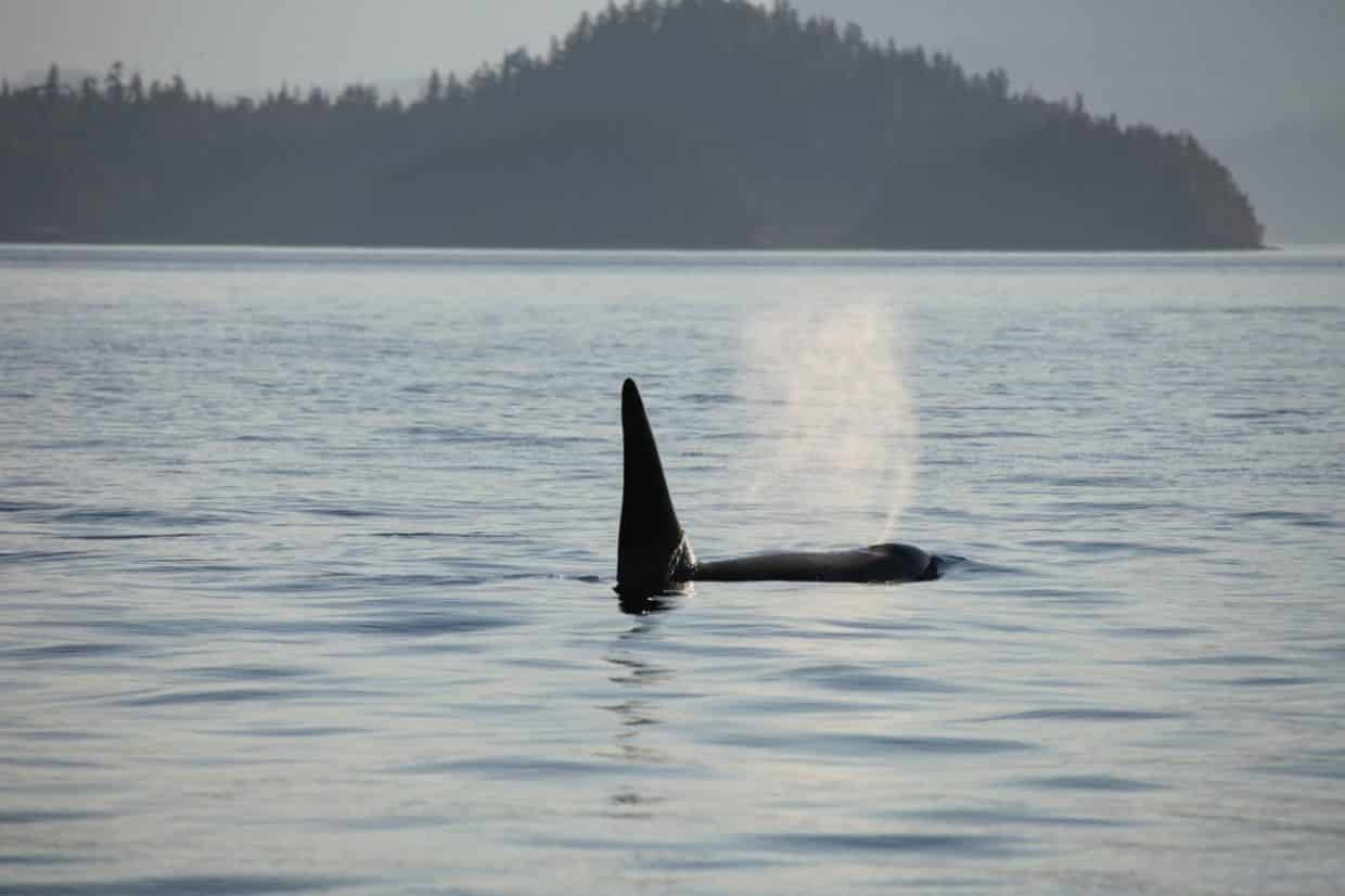 Photo Credit: Sea Wolf Adventures