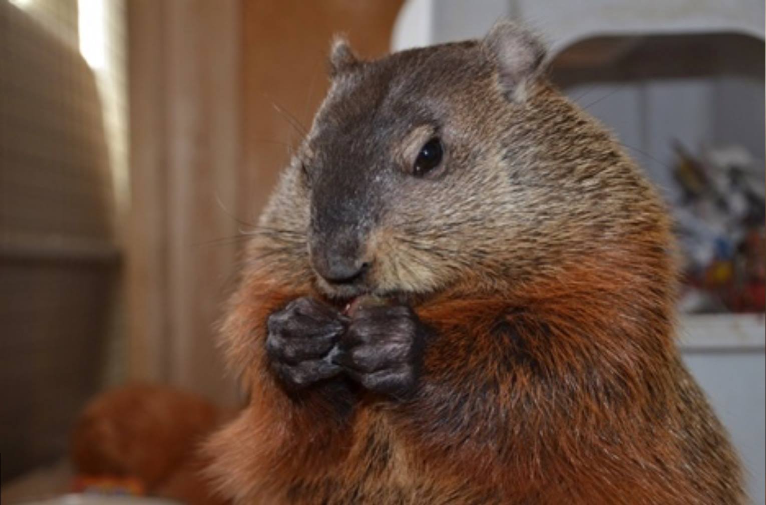 Groundhog Day Celebrations in Canada 2024