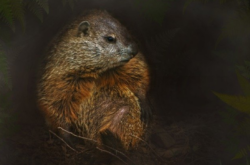 Groundhog Day Celebrations in Nova Scotia - 2026