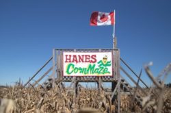 Hanes Corn Maze
