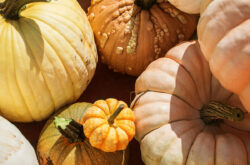 Pumpkin Patches and Corn Mazes in Metro Vancouver