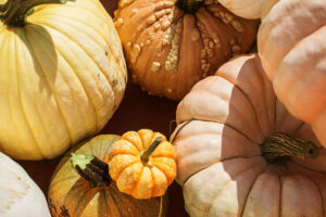 Pumpkin Patches and Corn Mazes in Metro Vancouver