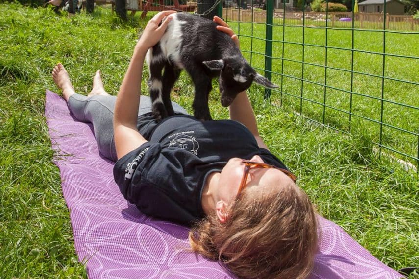 Get Your Goat On - A Day Trip From Toronto to Haute Goat