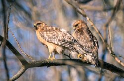 Raptors, Hikes and Live Bird Shows: Experience Fall Migration at Festival of Hawks - 2026
