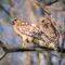 Raptors, Hikes and Live Bird Shows: Experience Fall Migration at Festival of Hawks - 2026