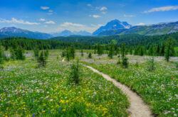 14 Places to Go For a Wildflower Walk in Alberta